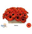 Gerbera medina 50 x15 - GERMED5010