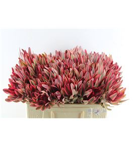 Leucadendro jester 60 - LEUJES