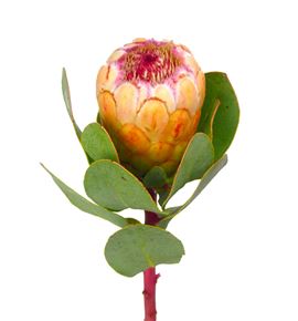 Protea grandicolor 40 - PROGRA