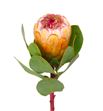 Protea grandicolor 40 - PROGRA