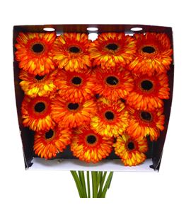 Gerbera spotlight 50 x15 - GERSPO5015