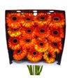 Gerbera spotlight 50 x15 - GERSPO5015