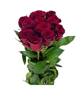 Rosa hol red bentley 50 - RGRREDBEN