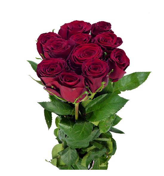Rosa hol red bentley 50 - RGRREDBEN