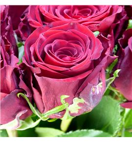 Rosa hol red bentley 50 - RGRREDBEN