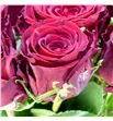 Rosa hol red bentley 50 - RGRREDBEN1