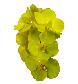 Vanda lemon x16 - VANLEM