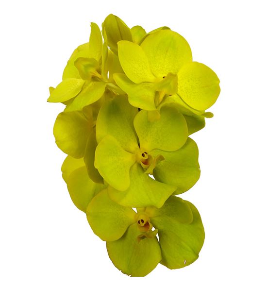 Vanda lemon x16 - VANLEM