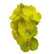 Vanda lemon x16 - VANLEM