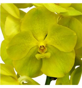 Vanda lemon x16 - VANLEM