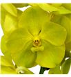 Vanda lemon x16 - VANLEM1