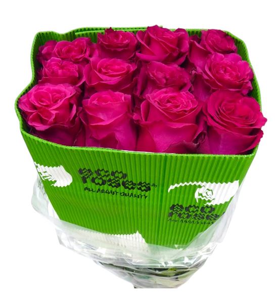 Rosa ecu full monty 60 - REFULNIG