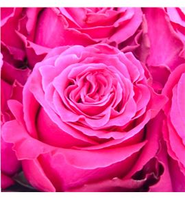 Rosa ecu full monty 60 - REFULNIG