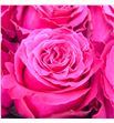 Rosa ecu full monty 60 - REFULNIG1