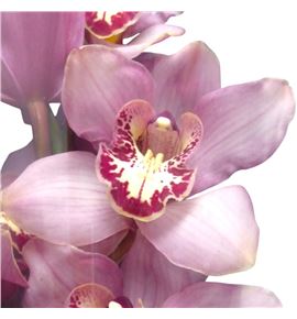 Cymb pink blossom x6 - CYMBPINBLO