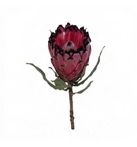 Protea red beauty 50 - PROREDBEA