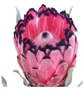 Protea red beauty 50 - PROREDBEA