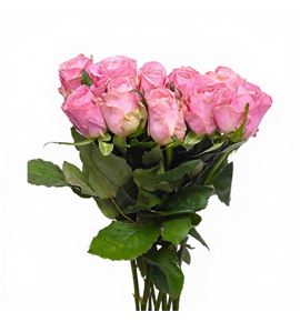 Rosa hol heaven 50 - RGRHEA (2)