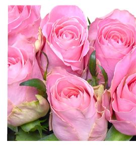 Rosa hol heaven 50 - RGRHEA (2)