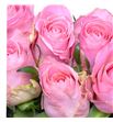 Rosa hol heaven 50 - RGRHEA1 (2)