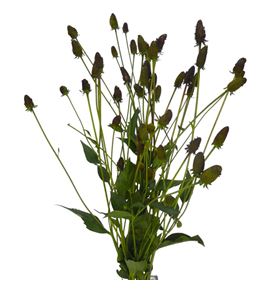 Rudbeckia nitida 90 - RUDNIT