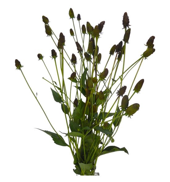 Rudbeckia nitida 90 - RUDNIT