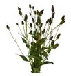Rudbeckia nitida 90 - RUDNIT