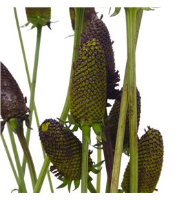 Rudbeckia nitida 90 - RUDNIT