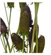 Rudbeckia nitida 90 - RUDNIT1