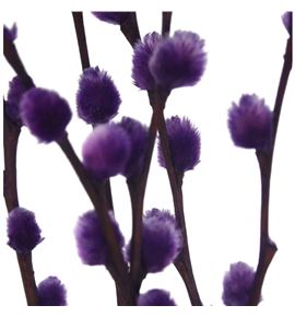 Salix snowflake lila 70 - SALSNOLIL