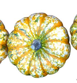 Calabaza miss sophie pink x12 - CALMISSOPPIN12