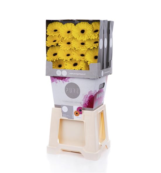 Gerbera grasshopper 50 x15 - GERDONLEO5015