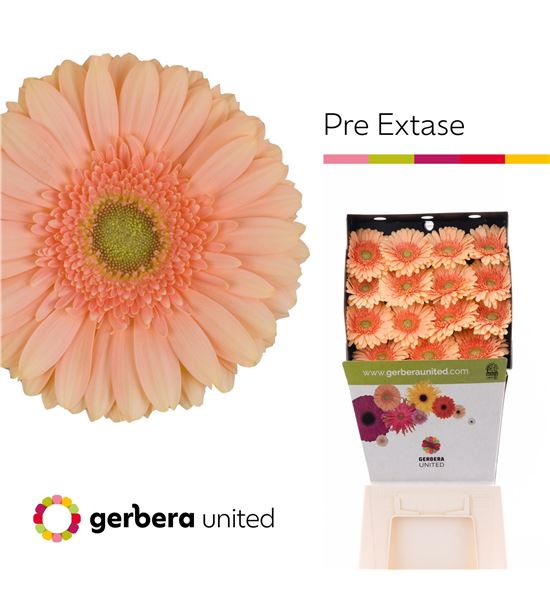 Gerbera pre-extase 50 x15 - GERPREEXT5015