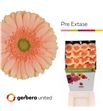 Gerbera pre-extase 50 x15 - GERPREEXT5015