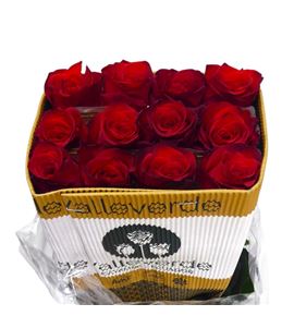 Rosa ecu bromo 60 - REBRO