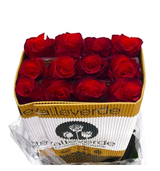Rosa ecu bromo 60 - REBRO
