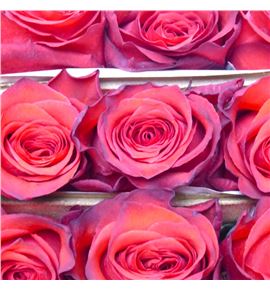 Rosa ecu bromo 60 - REBRO