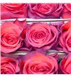 Rosa ecu bromo 60 - REBRO1