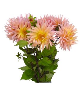 Dahlia spider salmon 60 - DAHSPISAL