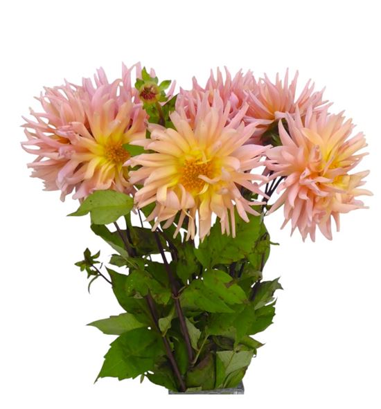 Dahlia spider salmon 60 - DAHSPISAL