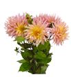 Dahlia spider salmon 60 - DAHSPISAL