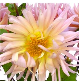 Dahlia spider salmon 60 - DAHSPISAL