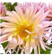 Dahlia spider salmon 60 - DAHSPISAL1