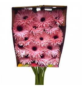 Gerbera spin abu 50 x15 - GERSPIABU5015