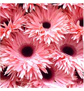 Gerbera spin abu 50 x15 - GERSPIABU5015