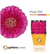 Gerbera bol magic ball 50 x15 - GERBOLMAG5015