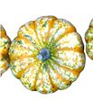 Calabaza miss sophie pink x12 - CALMIXSOPPIN251