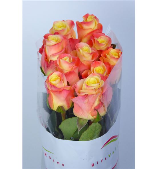 Rosa hol. florida 60 - RGRFLO