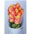 Rosa hol. florida 60 - RGRFLO