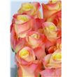 Rosa hol. florida 60 - RGRFLO1